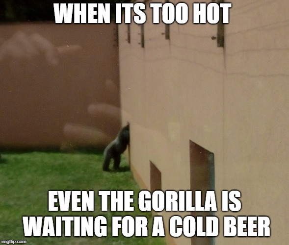WHEN ITS TOO HOT; EVEN THE GORILLA IS WAITING FOR A COLD BEER | image tagged in gorilla | made w/ Imgflip meme maker