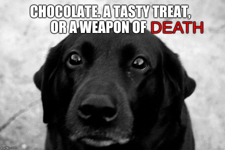 tasty treat or a weapon of death | CHOCOLATE. A TASTY TREAT, OR A WEAPON OF; DEATH | image tagged in dog memes | made w/ Imgflip meme maker