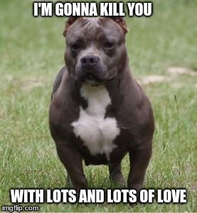 I'm gonna kill you | I'M GONNA KILL YOU; WITH LOTS AND LOTS OF LOVE | image tagged in pitbull | made w/ Imgflip meme maker