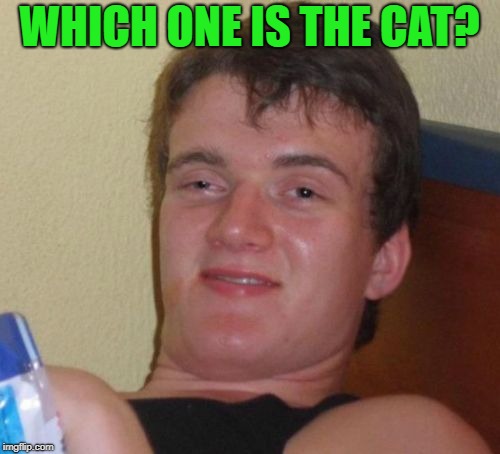 WHICH ONE IS THE CAT? | made w/ Imgflip meme maker