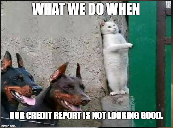 Scared | WHAT WE DO WHEN; OUR CREDIT REPORT IS NOT LOOKING GOOD. | image tagged in cat | made w/ Imgflip meme maker