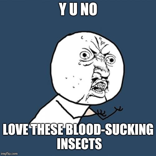 Y U No Meme | Y U NO LOVE THESE BLOOD-SUCKING INSECTS | image tagged in memes,y u no | made w/ Imgflip meme maker
