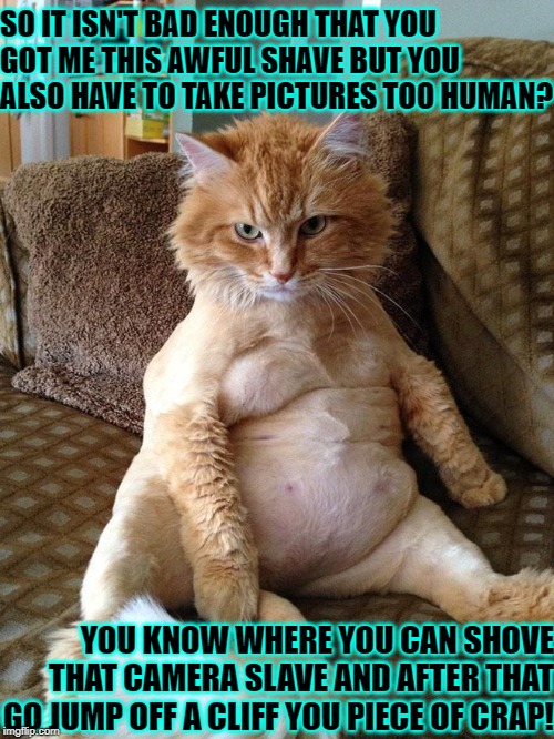 SO IT ISN'T BAD ENOUGH THAT YOU GOT ME THIS AWFUL SHAVE BUT YOU ALSO HAVE TO TAKE PICTURES TOO HUMAN? YOU KNOW WHERE YOU CAN SHOVE THAT CAMERA SLAVE AND AFTER THAT GO JUMP OFF A CLIFF YOU PIECE OF CRAP! | image tagged in fat shaved and mad | made w/ Imgflip meme maker