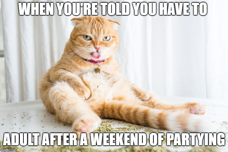 When you're told you have to adult after a weekend of partying | WHEN YOU'RE TOLD YOU HAVE TO; ADULT AFTER A WEEKEND OF PARTYING | image tagged in party,partying,grumpy cat,cat,drunk,weekend | made w/ Imgflip meme maker