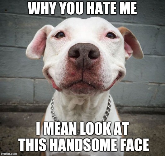 why bro, why. | WHY YOU HATE ME; I MEAN LOOK AT THIS HANDSOME FACE | image tagged in pitbull | made w/ Imgflip meme maker
