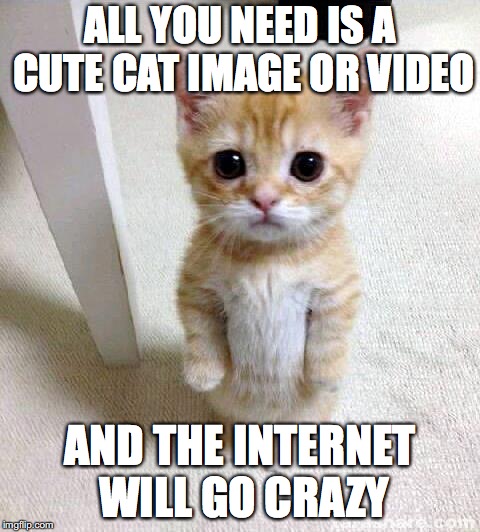 The internet loves cats | ALL YOU NEED IS A CUTE CAT IMAGE OR VIDEO; AND THE INTERNET WILL GO CRAZY | image tagged in memes,cute cat,cats,the internet | made w/ Imgflip meme maker