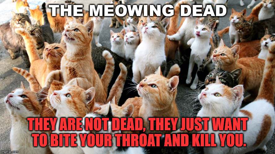 THE MEOWING DEAD; THEY ARE NOT DEAD, THEY JUST WANT TO BITE YOUR THROAT AND KILL YOU. | image tagged in the walking dead,cats | made w/ Imgflip meme maker