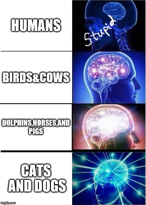 Living species intelligent levels  | HUMANS; BIRDS&COWS; DOLPHINS,HORSES,AND PIGS; CATS AND DOGS | image tagged in memes,expanding brain | made w/ Imgflip meme maker