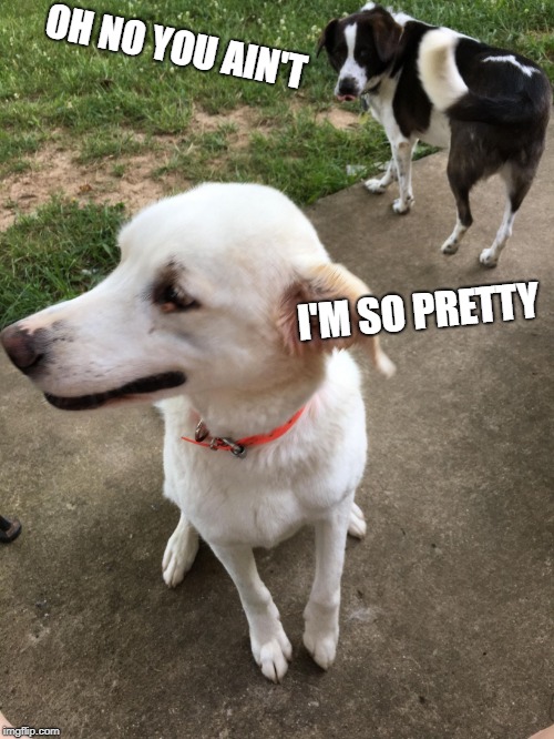 oh no you ain't dog | OH NO YOU AIN'T; I'M SO PRETTY | image tagged in oh no you ain't dog,meme,funny,funny dog meme,funny dog memes | made w/ Imgflip meme maker