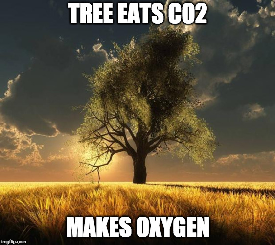 Tree of Life | TREE EATS CO2; MAKES OXYGEN | image tagged in tree of life | made w/ Imgflip meme maker