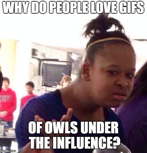 Black Girl Wat Meme | WHY DO PEOPLE LOVE GIFS OF OWLS UNDER THE INFLUENCE? | image tagged in memes,black girl wat | made w/ Imgflip meme maker