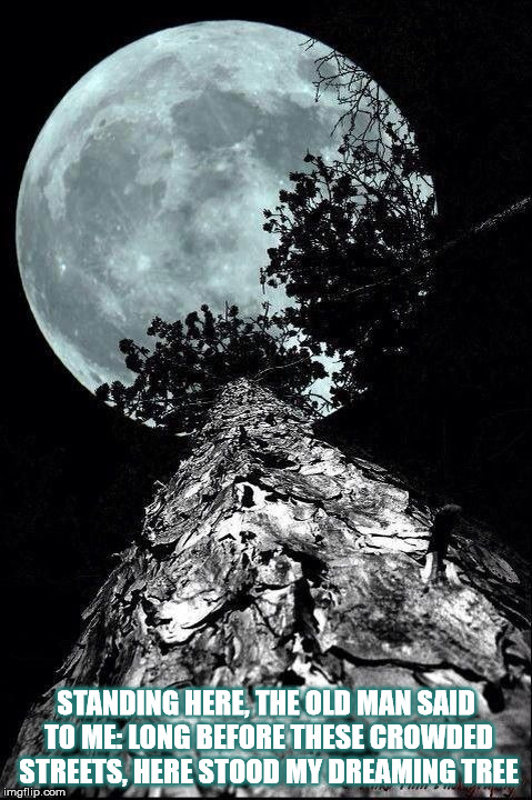 DMB The Dreaming Tree | STANDING HERE, THE OLD MAN SAID TO ME: LONG BEFORE THESE CROWDED STREETS, HERE STOOD MY DREAMING TREE | image tagged in dmb,dave matthews band,the dreaming tree,moon,full moon,tree | made w/ Imgflip meme maker