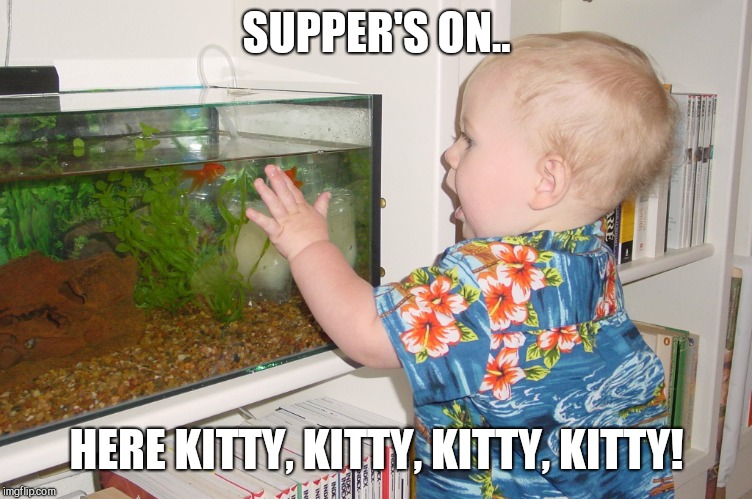 SUPPER'S ON.. HERE KITTY, KITTY, KITTY, KITTY! | image tagged in here,kitty,evil toddler week | made w/ Imgflip meme maker