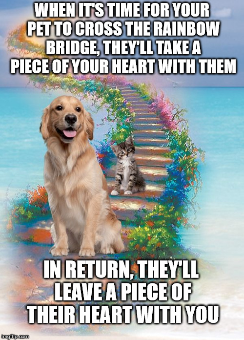 My big brother told me this after I lost Hailey 2 years ago | WHEN IT'S TIME FOR YOUR PET TO CROSS THE RAINBOW BRIDGE, THEY'LL TAKE A PIECE OF YOUR HEART WITH THEM; IN RETURN, THEY'LL LEAVE A PIECE OF THEIR HEART WITH YOU | image tagged in rainbow bridge,pets,pure love | made w/ Imgflip meme maker