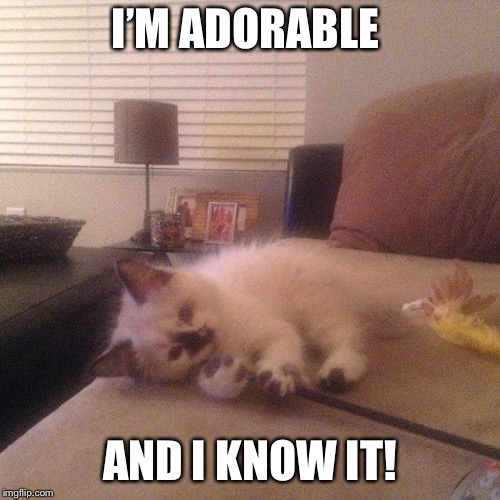 I’M ADORABLE; AND I KNOW IT! | image tagged in mochi | made w/ Imgflip meme maker