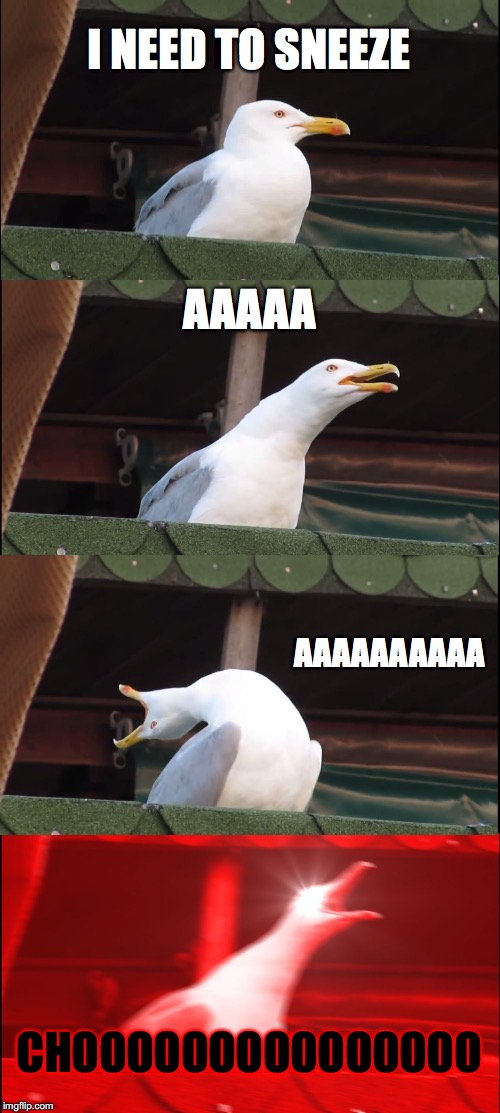 Inhaling Seagull | I NEED TO SNEEZE; AAAAA; AAAAAAAAAA; CHOOOOOOOOOOOOOOO | image tagged in memes,inhaling seagull | made w/ Imgflip meme maker