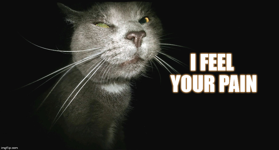 Stalker Cat | I FEEL YOUR PAIN | image tagged in stalker cat | made w/ Imgflip meme maker