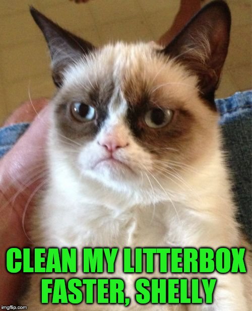 Grumpy Cat Meme | CLEAN MY LITTERBOX FASTER, SHELLY | image tagged in memes,grumpy cat | made w/ Imgflip meme maker