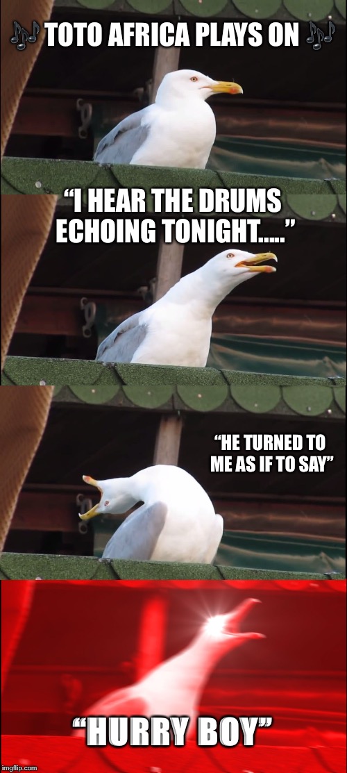 Toto Africa Seagull | 🎶 TOTO AFRICA PLAYS ON 🎶; “I HEAR THE DRUMS ECHOING TONIGHT.....”; “HE TURNED TO ME AS IF TO SAY”; “HURRY BOY” | image tagged in memes,inhaling seagull,toto,lyrics | made w/ Imgflip meme maker