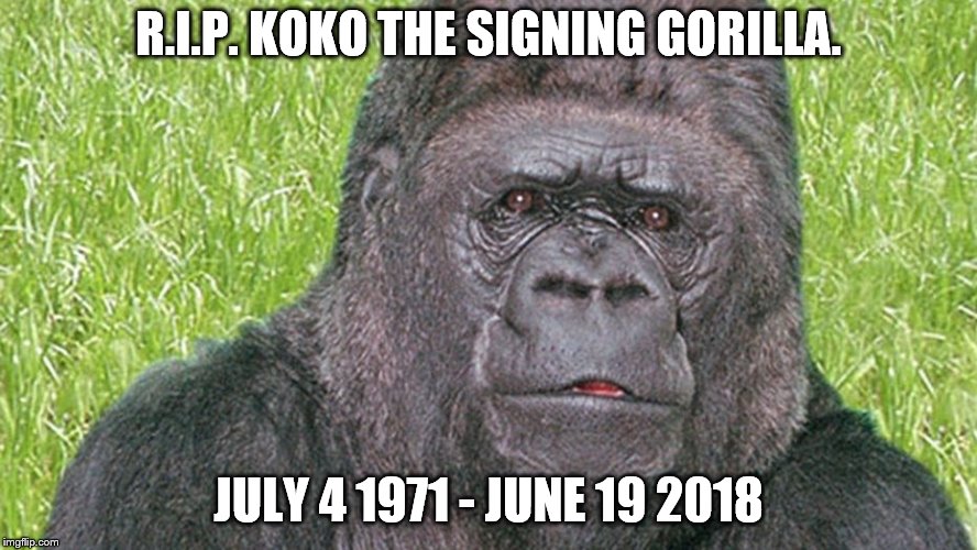 R.I.P. KOKO THE SIGNING GORILLA. JULY 4 1971 - JUNE 19 2018 | image tagged in koko | made w/ Imgflip meme maker