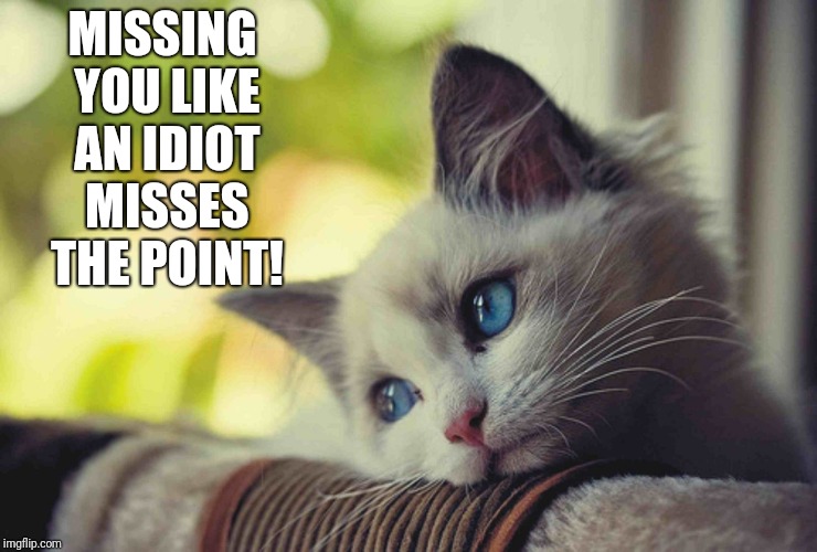 Sad cat | MISSING YOU LIKE AN IDIOT MISSES THE POINT! | image tagged in sad cat | made w/ Imgflip meme maker