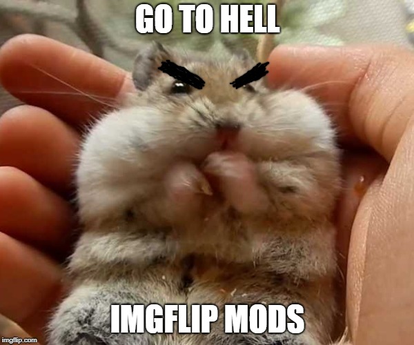 BOOOOO at the mods! | GO TO HELL; IMGFLIP MODS | image tagged in hamster,imgflip mods,f you | made w/ Imgflip meme maker