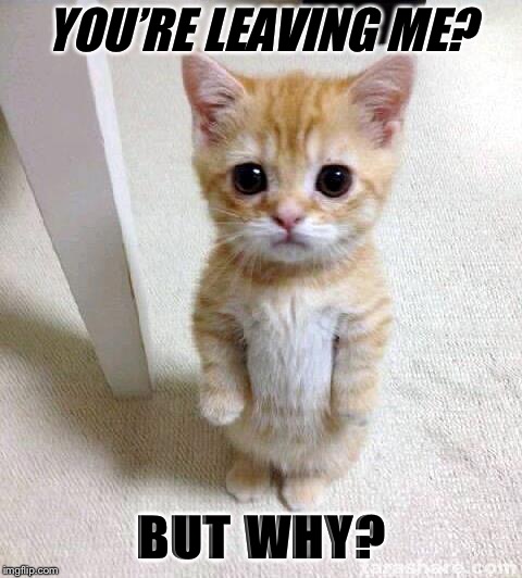 Cute Cat | YOU’RE LEAVING ME? BUT WHY? | image tagged in memes,cute cat | made w/ Imgflip meme maker