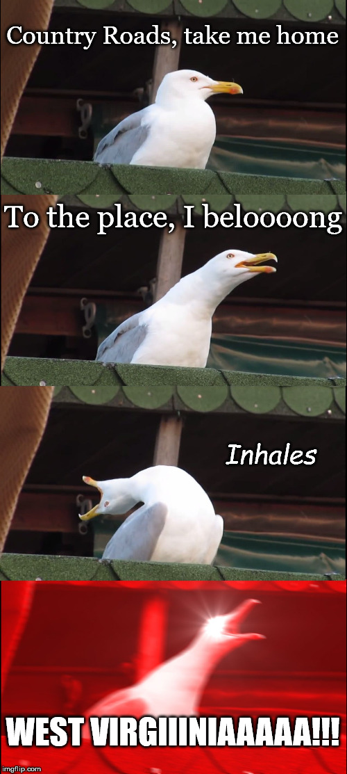 Inhaling Seagull | Country Roads, take me home; To the place, I beloooong; Inhales; WEST VIRGIIINIAAAAA!!! | image tagged in memes,inhaling seagull | made w/ Imgflip meme maker