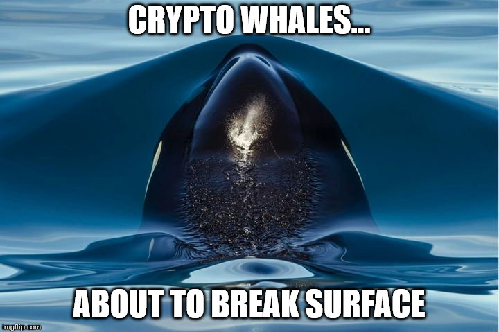 CRYPTO WHALES... ABOUT TO BREAK SURFACE | made w/ Imgflip meme maker