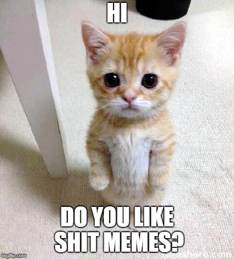Cute Cat Meme | HI; DO YOU LIKE SHIT MEMES? | image tagged in memes,cute cat | made w/ Imgflip meme maker