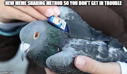 NEW MEME SHARING METHOD SO YOU DON'T GET IN TROUBLE | image tagged in pigeon | made w/ Imgflip meme maker