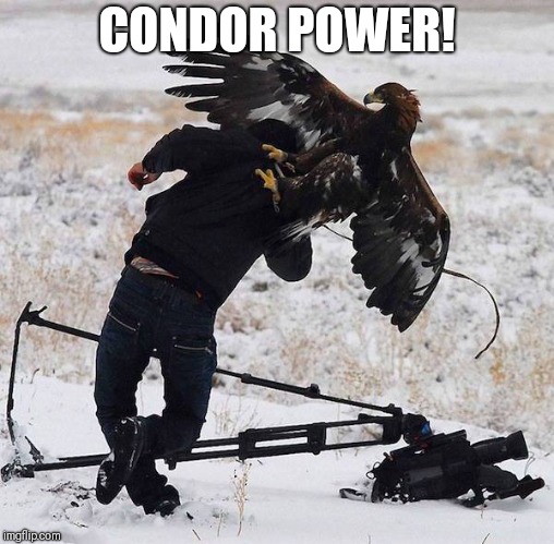 Cos condor power! | CONDOR POWER! | image tagged in condor vs cameraman,memes,condor power,condor | made w/ Imgflip meme maker