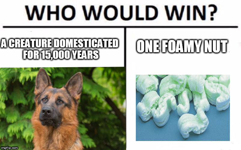 Dog vs. Packing Peanut | ONE FOAMY NUT; A CREATURE DOMESTICATED FOR 15,000 YEARS | image tagged in who would win,nut,foam,german,shepherd,german shepherd | made w/ Imgflip meme maker