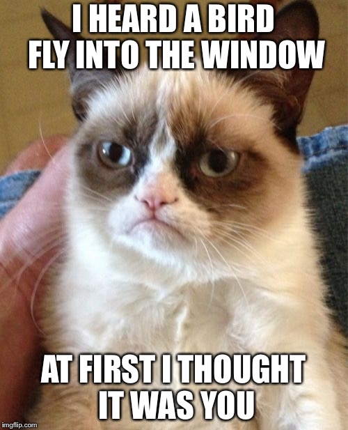 Grumpy Cat Meme | I HEARD A BIRD FLY INTO THE WINDOW; AT FIRST I THOUGHT IT WAS YOU | image tagged in memes,grumpy cat | made w/ Imgflip meme maker