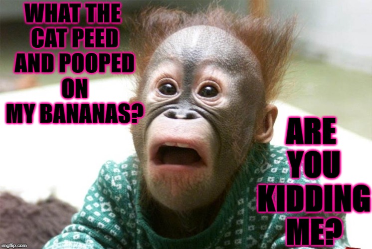 CAT DID WHAT | ARE YOU KIDDING ME? WHAT THE CAT PEED AND POOPED ON MY BANANAS? | image tagged in cats | made w/ Imgflip meme maker