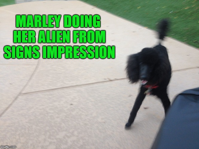 you know you're scared | MARLEY DOING HER ALIEN FROM SIGNS IMPRESSION | image tagged in alien dog signs,mar mar binkys,the marmar binkith,the binkster,marley gump standard poodle,memes | made w/ Imgflip meme maker