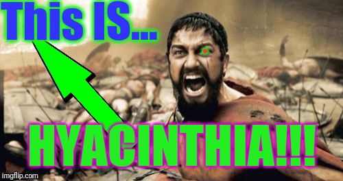 Sparta Leonidas Meme | This IS... HYACINTHIA!!! . | image tagged in memes,sparta leonidas | made w/ Imgflip meme maker