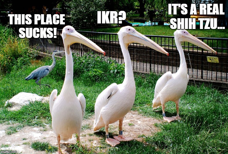 This Zoo Sucks! Smart Aleck Pelican. | IT'S A REAL SHIH TZU... IKR? THIS PLACE SUCKS! | image tagged in pelican group,funny,meme,birds,pelican,zoo | made w/ Imgflip meme maker