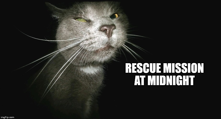 Stalker Cat | RESCUE MISSION AT MIDNIGHT | image tagged in stalker cat | made w/ Imgflip meme maker
