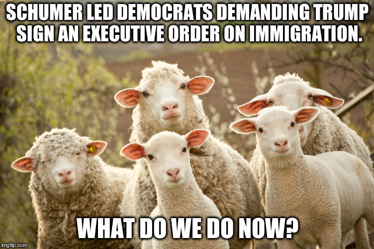 Curious sheep | SCHUMER LED DEMOCRATS DEMANDING TRUMP SIGN AN EXECUTIVE ORDER ON IMMIGRATION. WHAT DO WE DO NOW? | image tagged in curious sheep | made w/ Imgflip meme maker