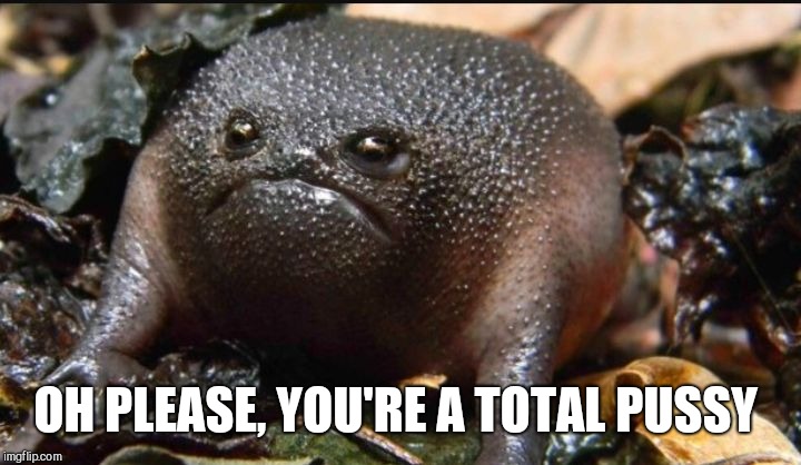Grumpy Frog | OH PLEASE, YOU'RE A TOTAL PUSSY | image tagged in grumpy frog | made w/ Imgflip meme maker