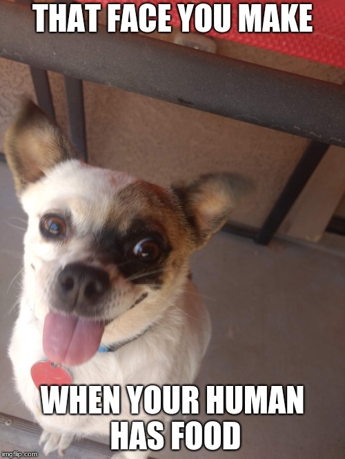 THAT FACE YOU MAKE; WHEN YOUR HUMAN HAS FOOD | image tagged in dog | made w/ Imgflip meme maker