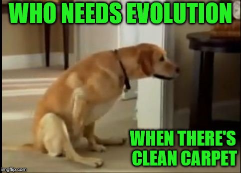 WHO NEEDS EVOLUTION WHEN THERE'S CLEAN CARPET | made w/ Imgflip meme maker