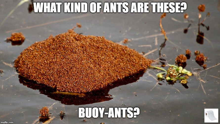 Buoyant Ants, Just Floating Around... It's What Ants Do... They don't have boats, don't judge. | WHAT KIND OF ANTS ARE THESE? BUOY-ANTS? | image tagged in memes,funny,ants,buoyant,floating,pun | made w/ Imgflip meme maker