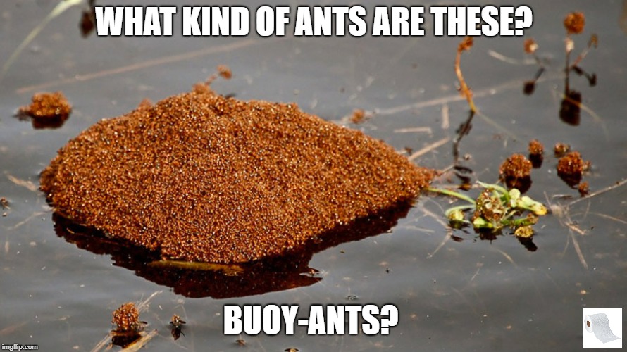 Buoyant Ants Just Floating Around It s What Ants Do They Don t 