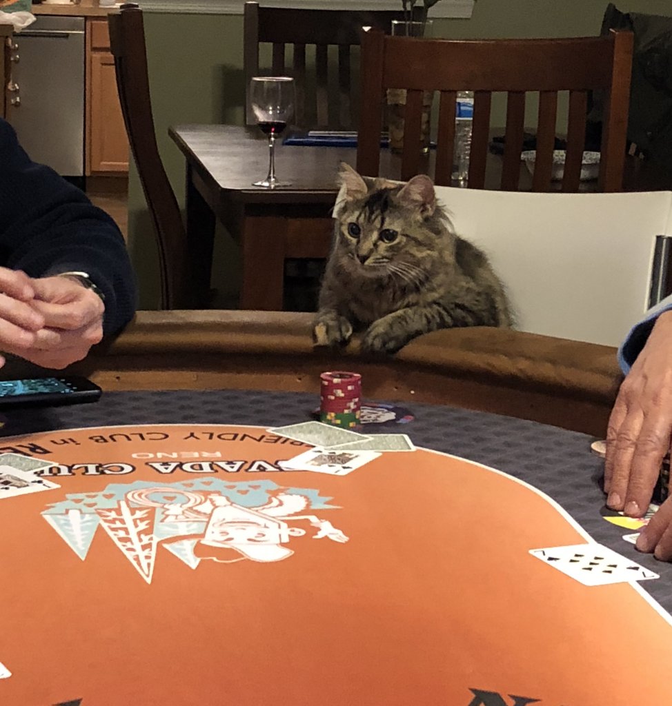 Cat Poker Blank Meme Template
