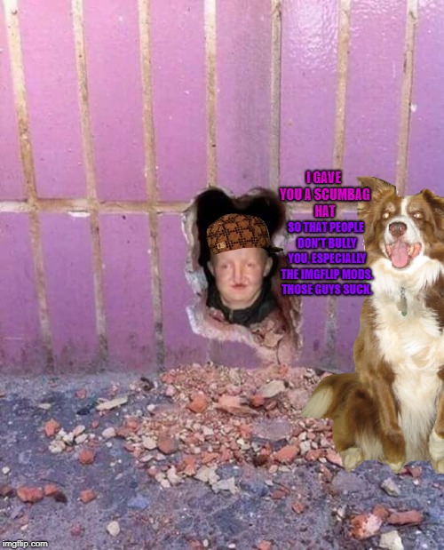 Bald-headed people either get wigs or hats. | I GAVE YOU A SCUMBAG HAT; SO THAT PEOPLE DON'T BULLY YOU, ESPECIALLY THE IMGFLIP MODS. THOSE GUYS SUCK. | image tagged in ugly girl in hole in wall,scumbag,chili the border collie,dogs,border collie,bald headed people | made w/ Imgflip meme maker