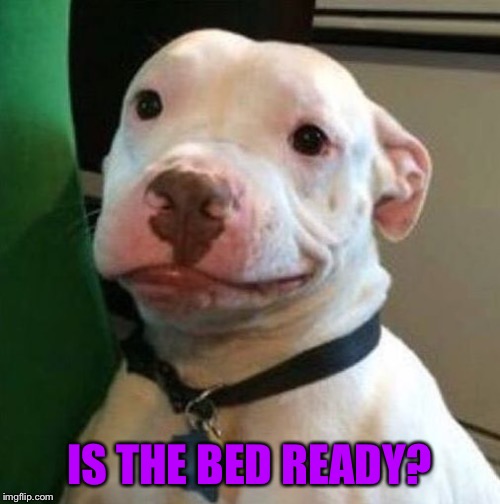 Awkward Dog | IS THE BED READY? | image tagged in awkward dog | made w/ Imgflip meme maker