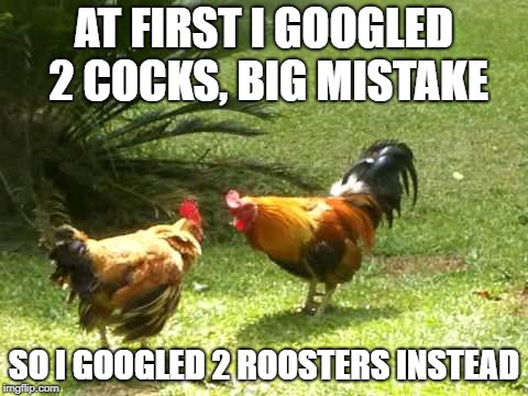 AT FIRST I GOOGLED 2 COCKS, BIG MISTAKE SO I GOOGLED 2 ROOSTERS INSTEAD | made w/ Imgflip meme maker