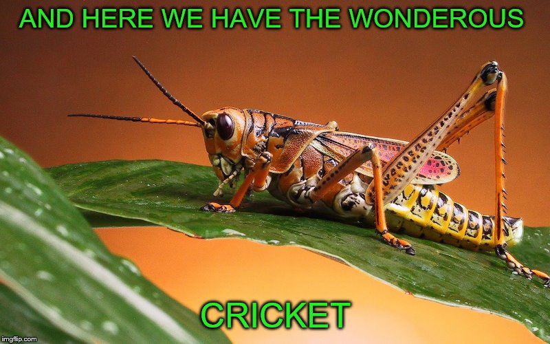 AND HERE WE HAVE THE WONDEROUS CRICKET | made w/ Imgflip meme maker